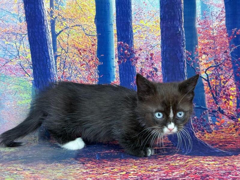 Zevs Munchkin male, black bicolour