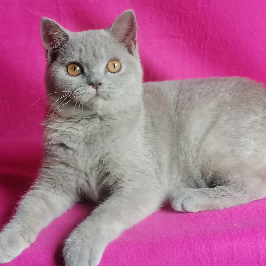 Laska British Shorthair female, lilac tortie