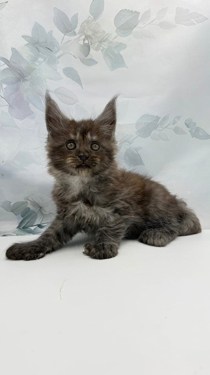 Archibald Maine Coon polydactyl male, black silver