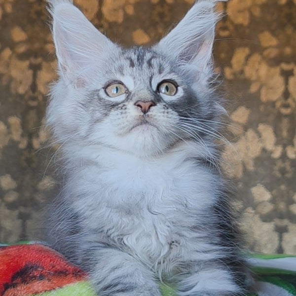 Iron Maine Coon male, black silver tabby