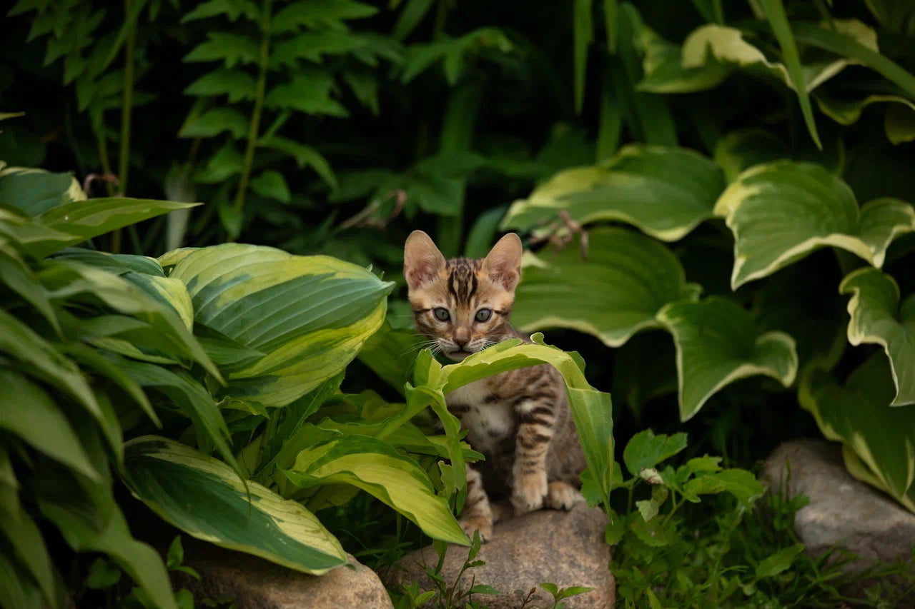 Valentino Bengal male, black spotted tabby