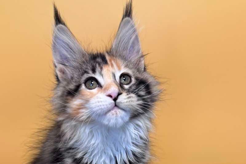Indiana Maine Coon female black tortie tabby mitted live animals