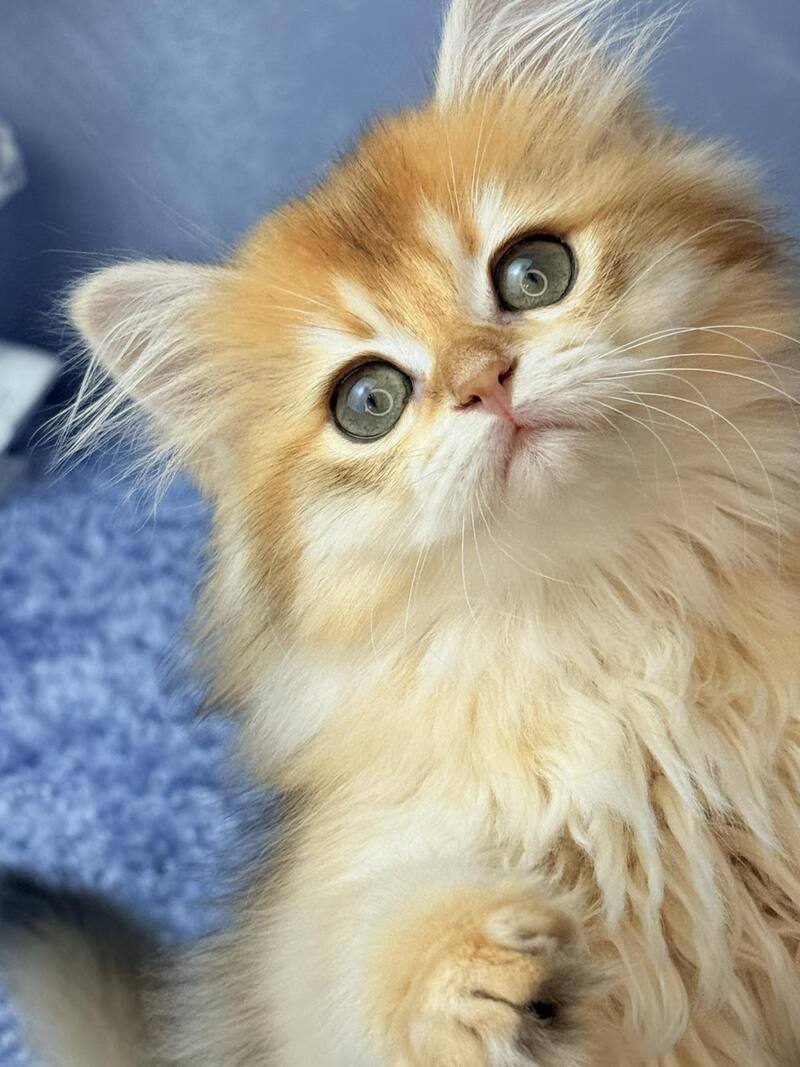Dusha Scottish Straight female black golden shaded - live animals