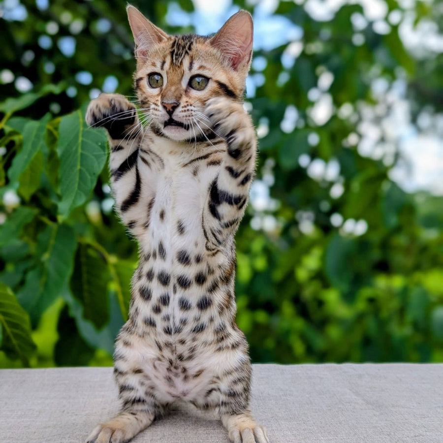 Zuri Bengal female, black spotted tabby