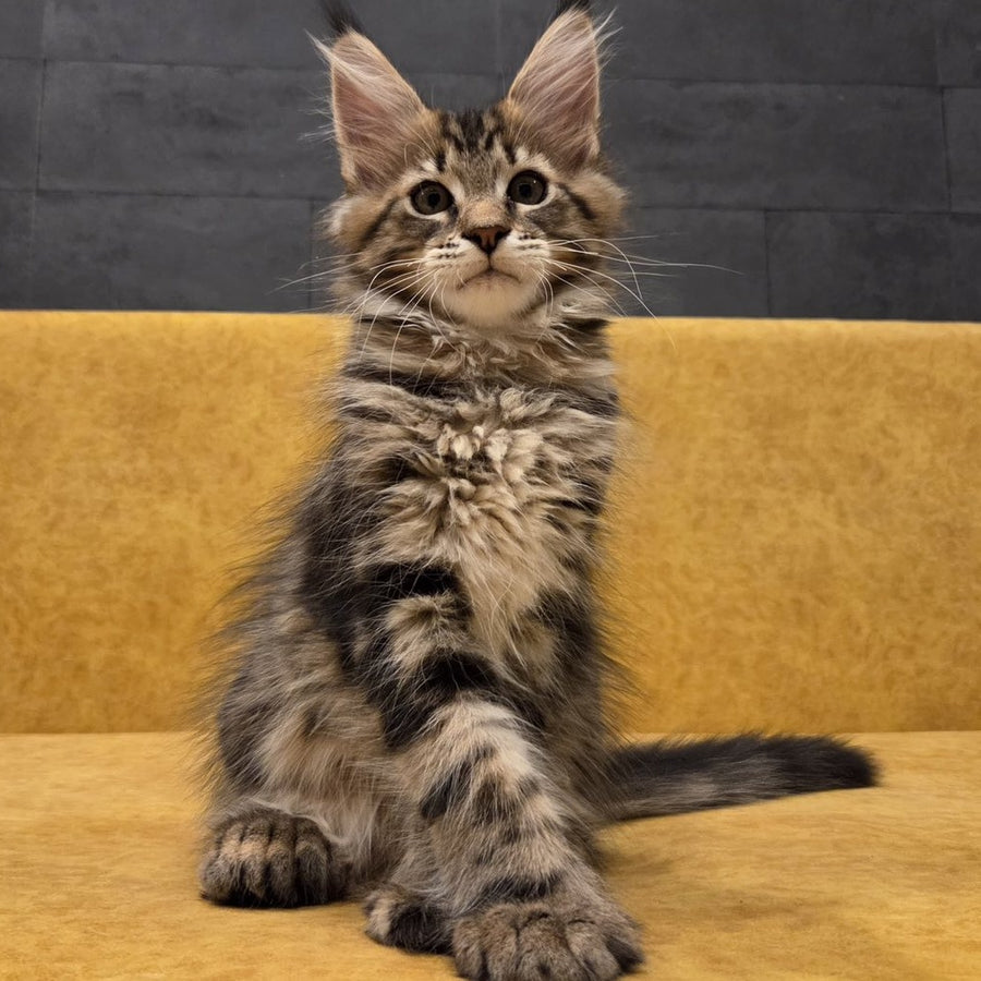 Rostislav Maine Coon polydactyl 6x6x6x6 male, black tabby