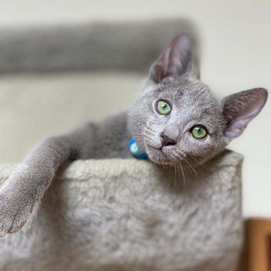 Ford Russian Blue male, blue