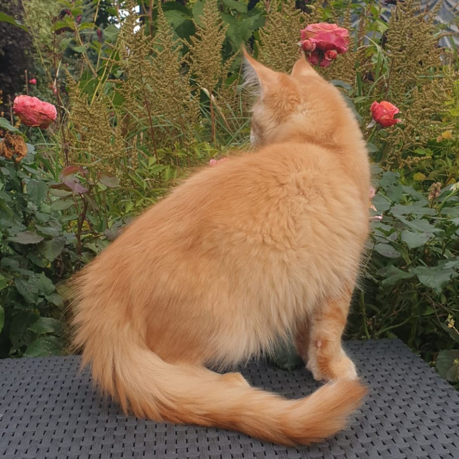 Hugo Maine Coon male, red ticked tabby