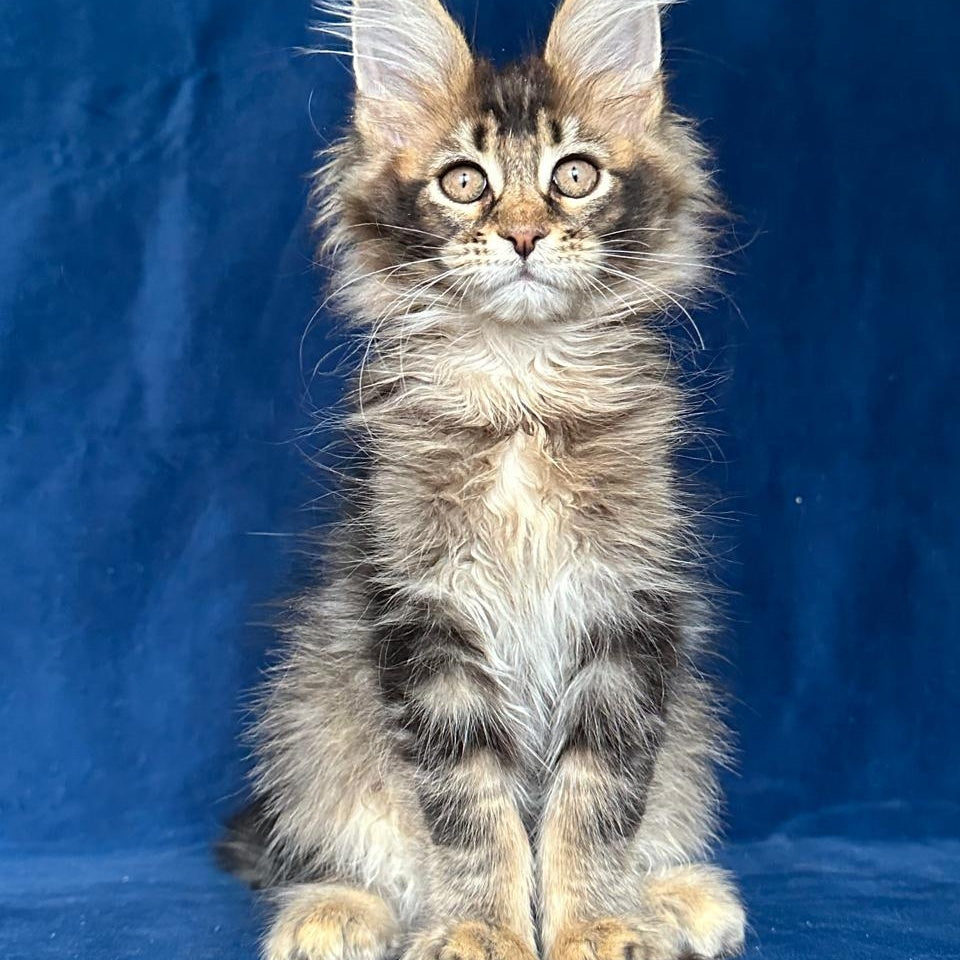 Maggie Maine Coon female, black ticked tabby