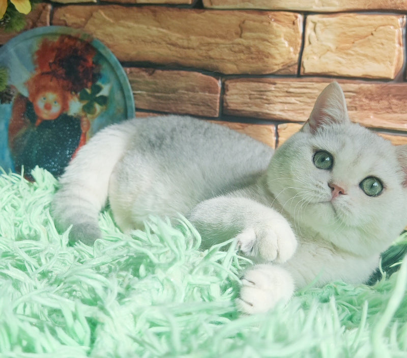 Stefan British Shorthair male, black silver shaded