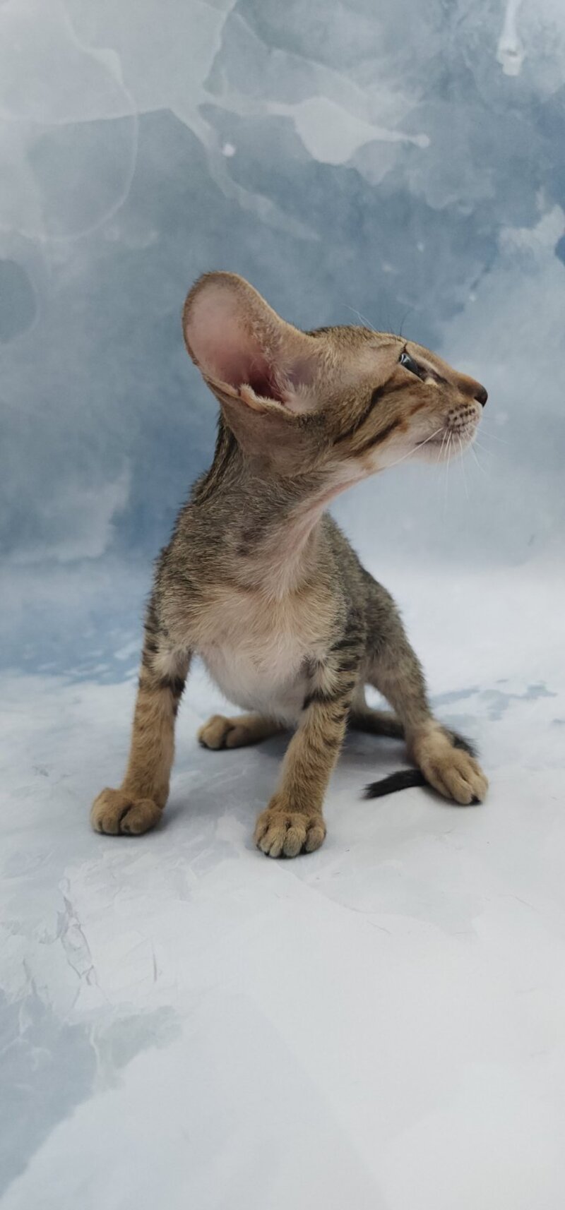 Odette Oriental Shorthair female, black spotted tabby