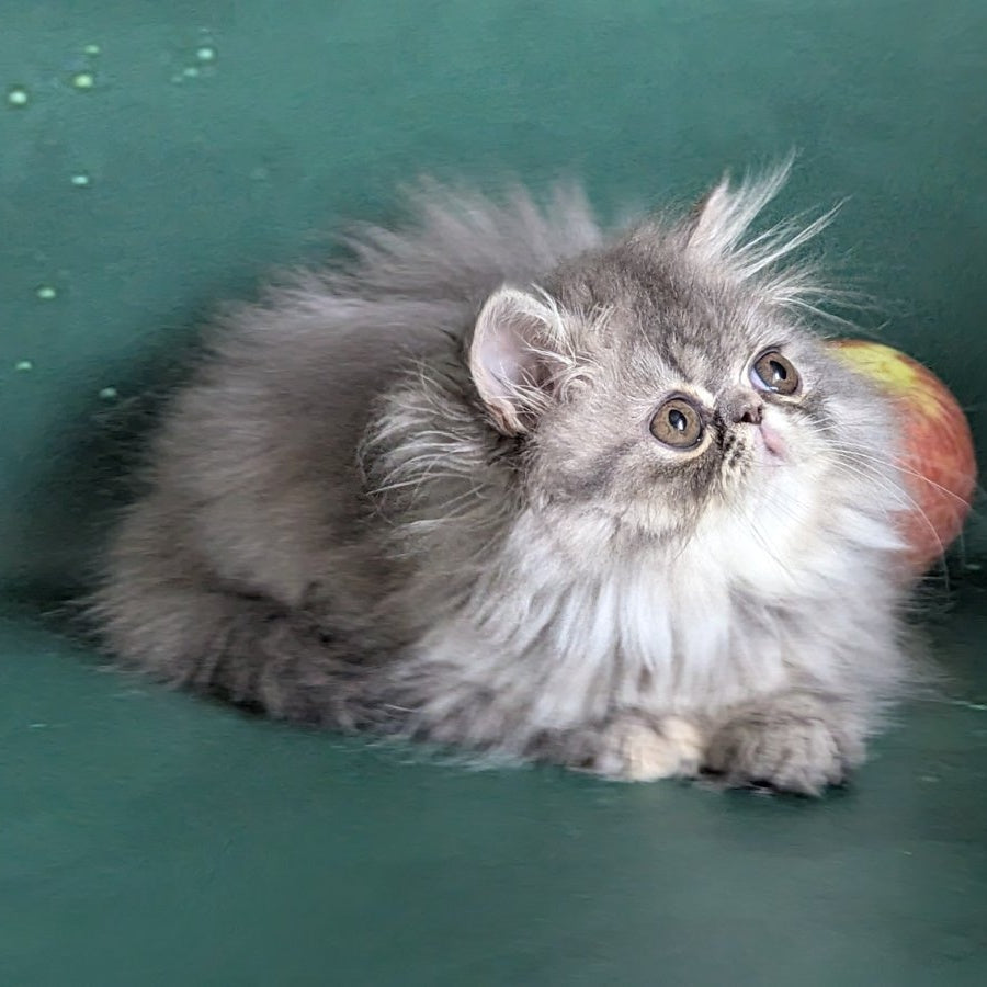Donya Persian female, blue tortie