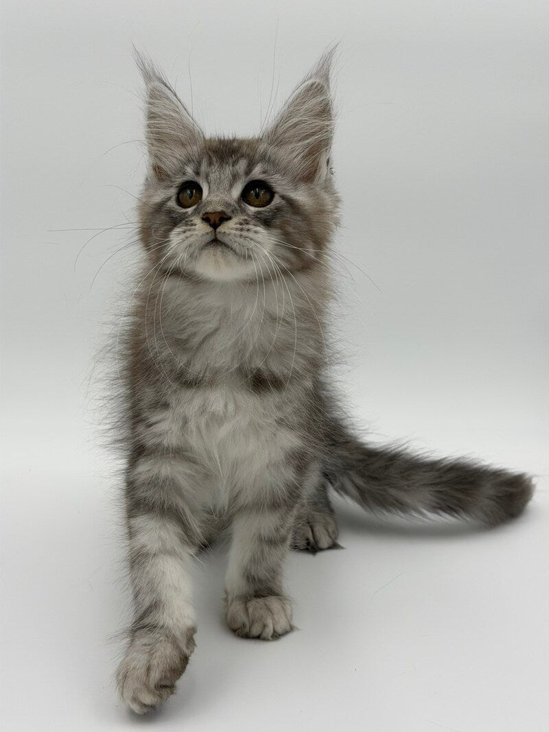 Kotello Maine Coon male black silver tabby - live animals