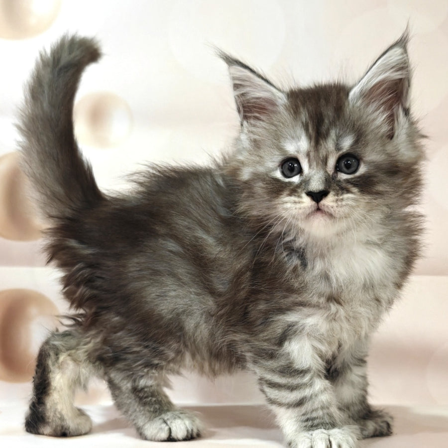 Brendan Maine Coon polydactyl 6x6x6x6 male, black silver spotted tabby
