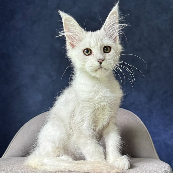 Elea Maine Coon female, black silver shaded