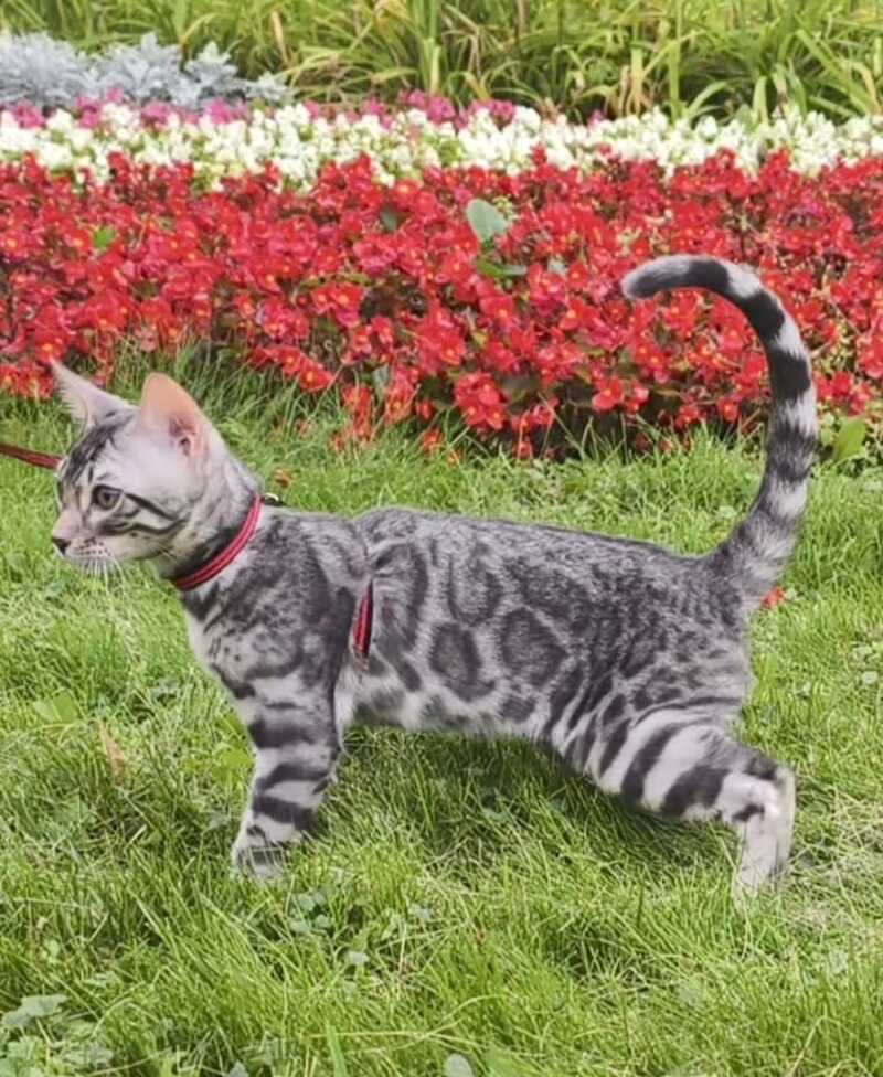 Loki Bengal male, blue silver spotted tabby