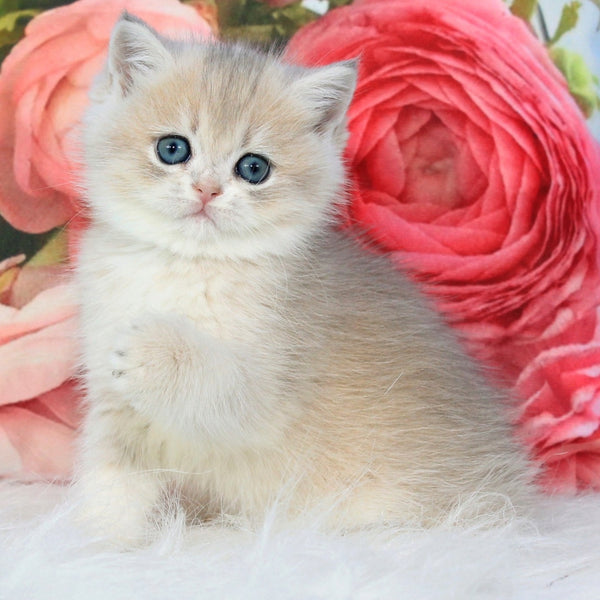 Ulyana British Shorthair female, blue golden shaded