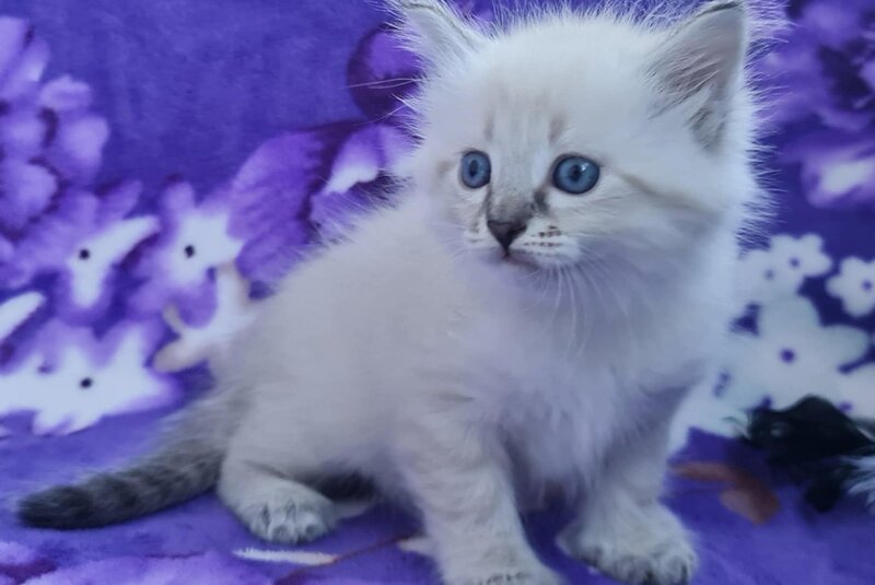 Xandra Siberian female, black tabby pointed