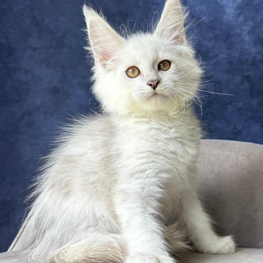 Wycliffe Maine Coon female, black silver shaded