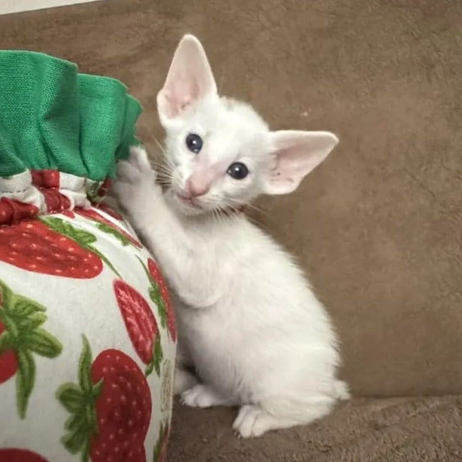Stella Oriental Shorthair female, white
