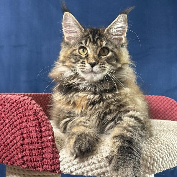 Calina Maine Coon female, black tortie tabby