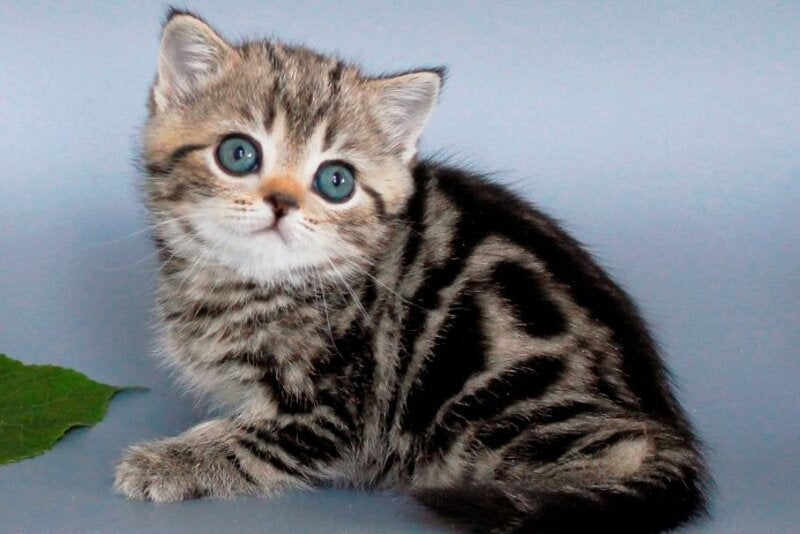 Ulia British Shorthair female, black tabby