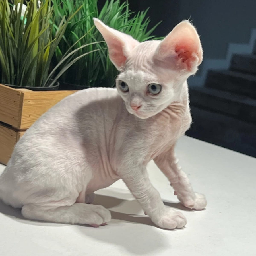 Pixi Devon Rex male, white