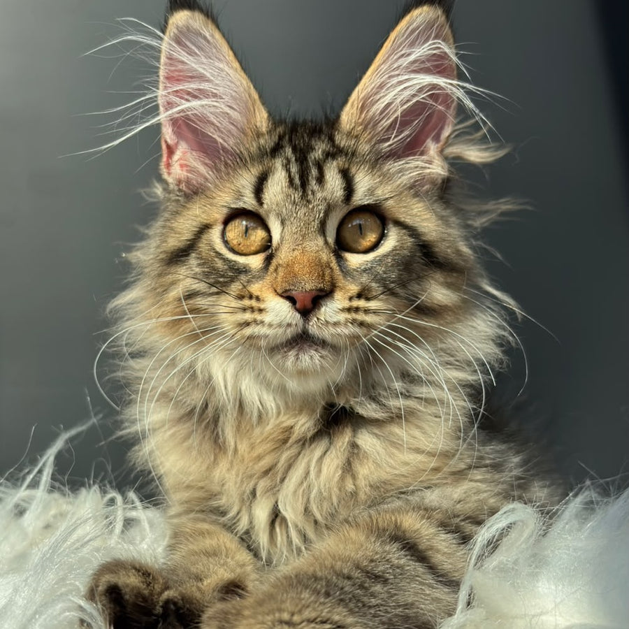 Amelia Maine Coon female, black spotted tabby