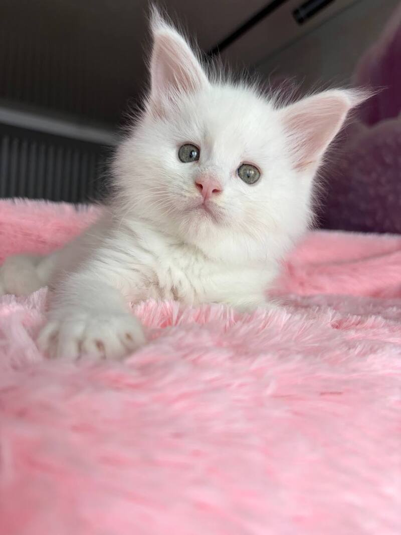 White Angel Maine Coon male white - live animals