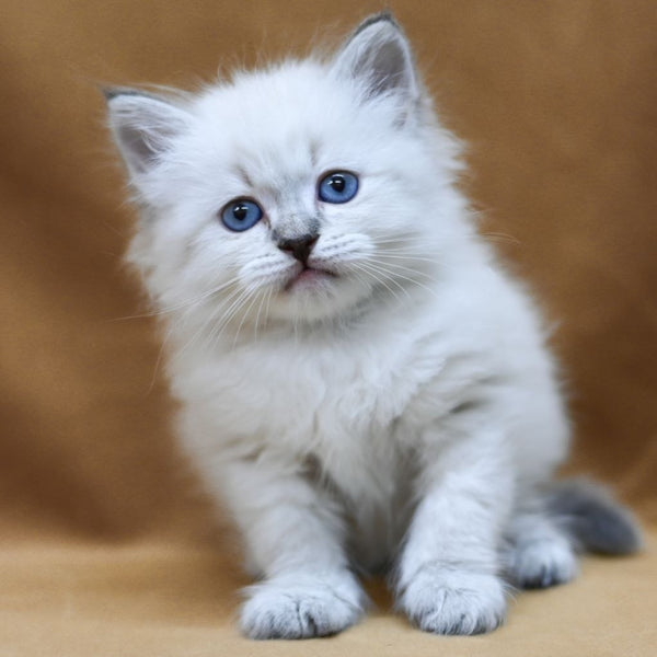 Gvidon Neva Masquerade male, blue tabby pointed