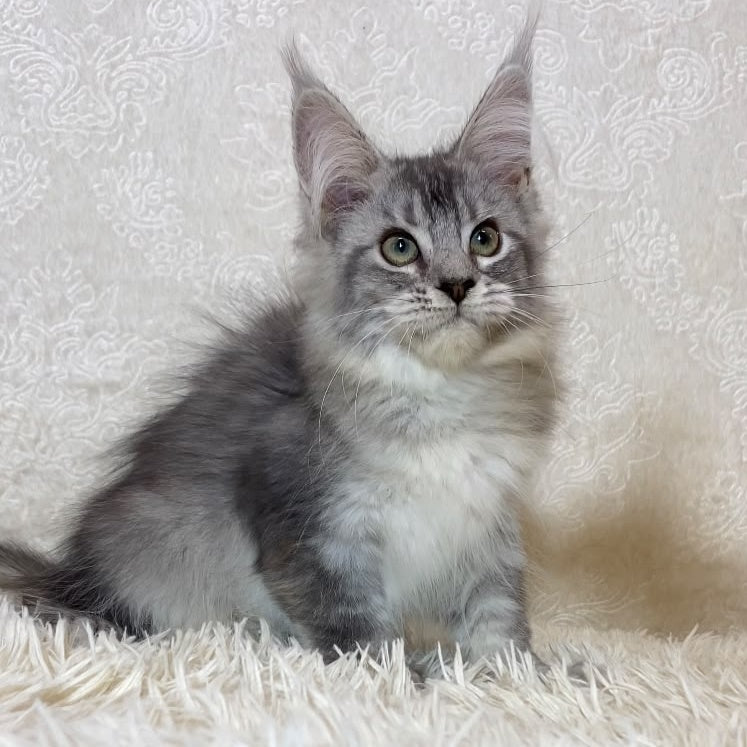 Lu-lo Maine Coon polydactyl 6x6x6x6 male, black silver ticked tabby