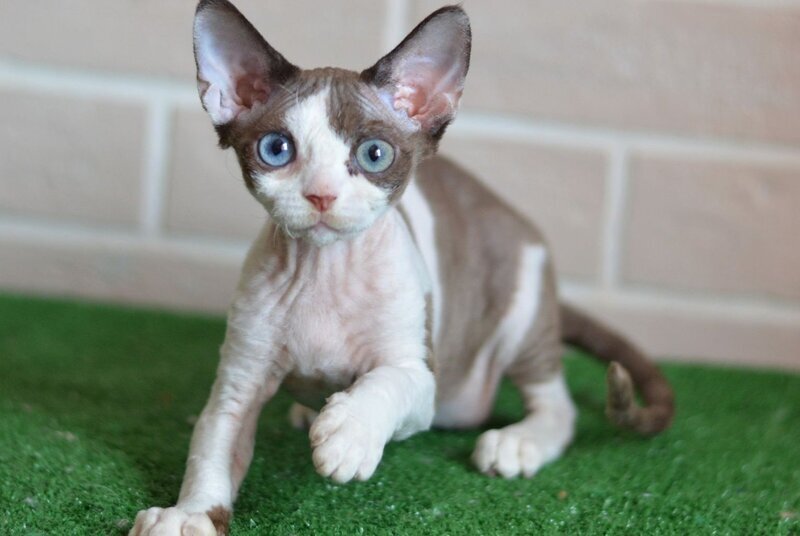 Sofia Devon Rex female, chocolate bicolour