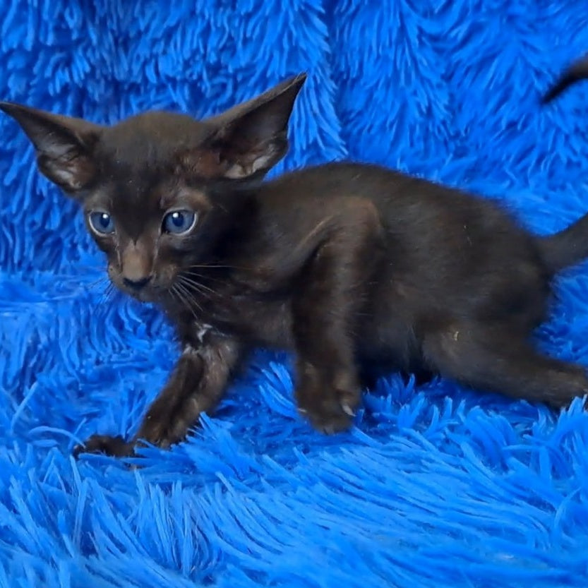 Lotus Oriental Shorthair male, black
