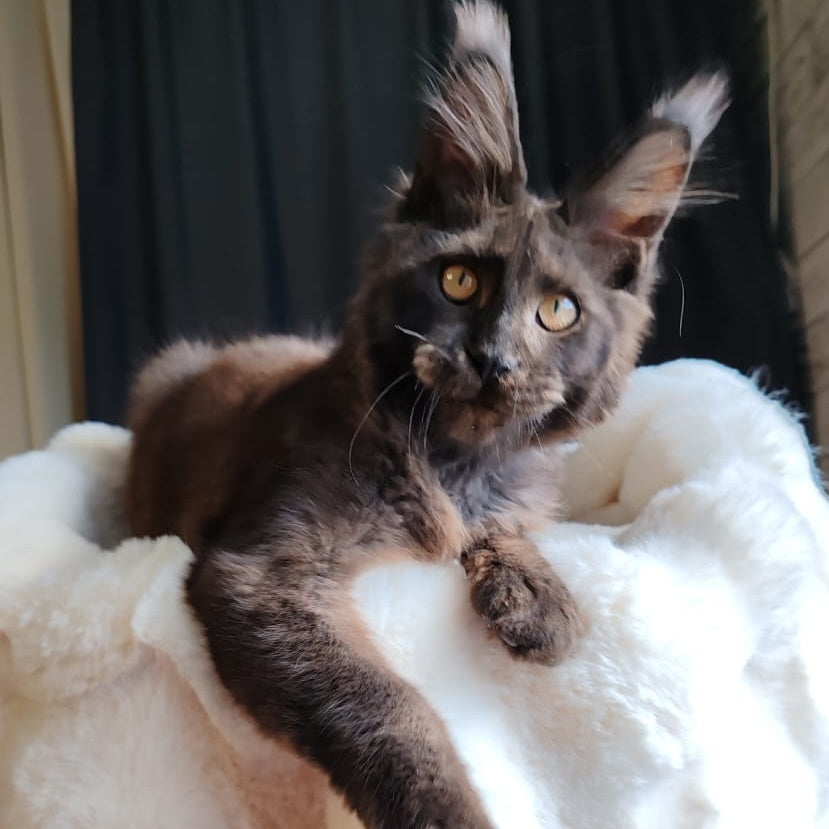 Sarhan Maine Coon male, black silver