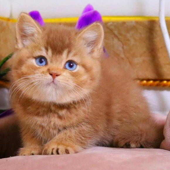 Patens British Shorthair male, cinnamon ticked tabby
