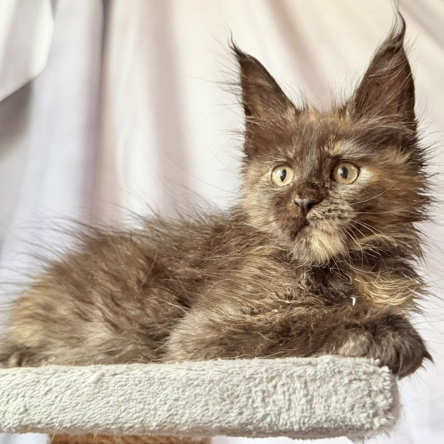 Naima Maine Coon polydactyl 6x6x6x6 female, black tortie