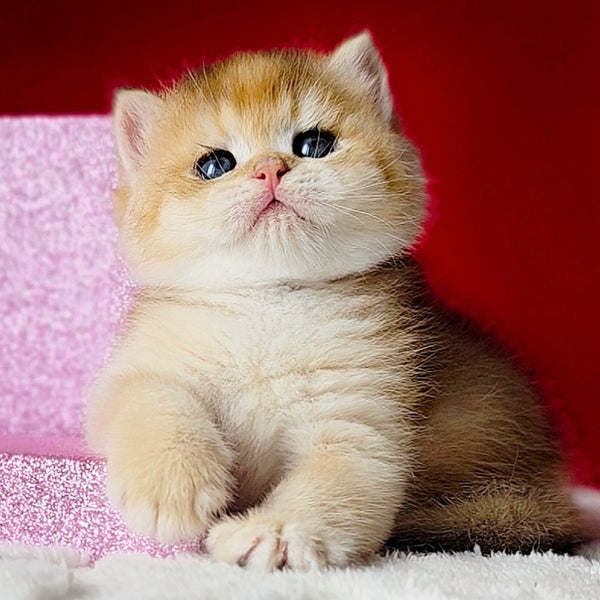 Simba British Shorthair male, black golden chinchilla