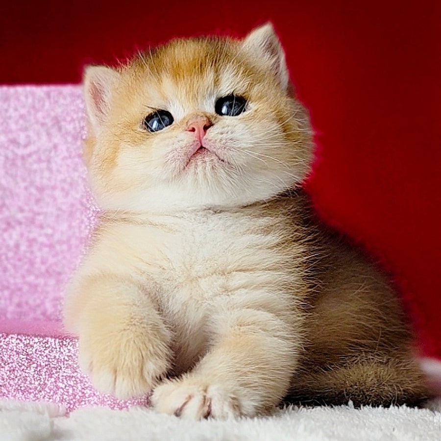 Simba British Shorthair male, black golden chinchilla