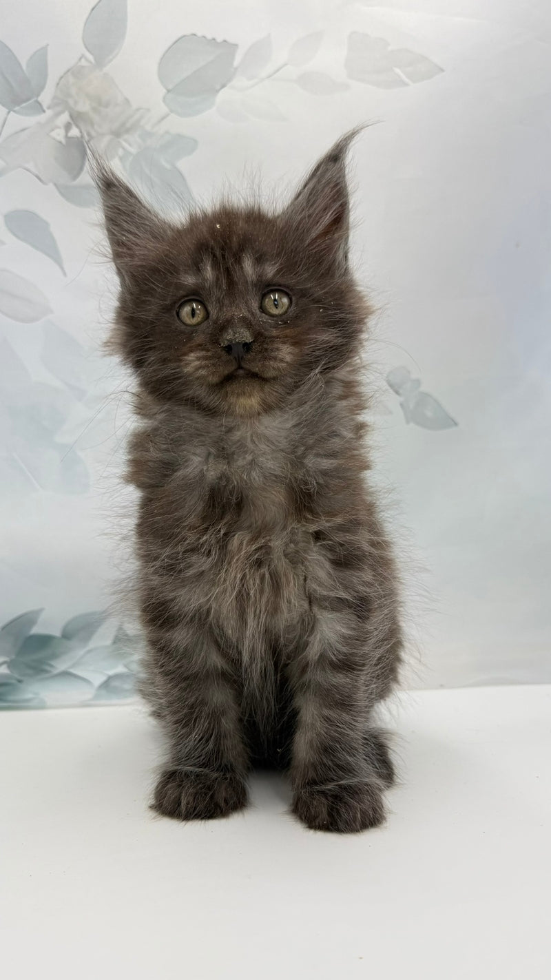Angor Maine Coon male, black silver