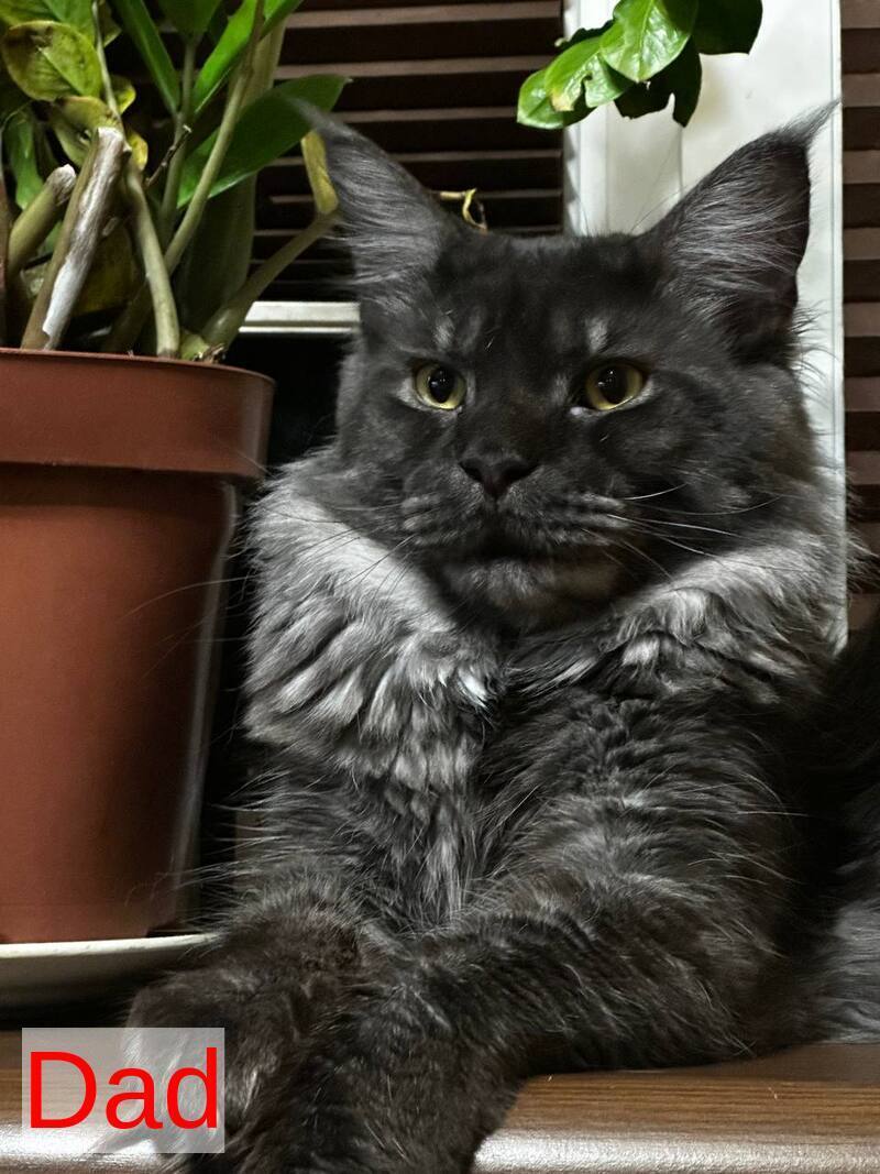 Evie Maine Coon female black tortie bicolour live animals