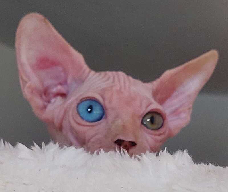 Tina Canadian Sphynx female, white
