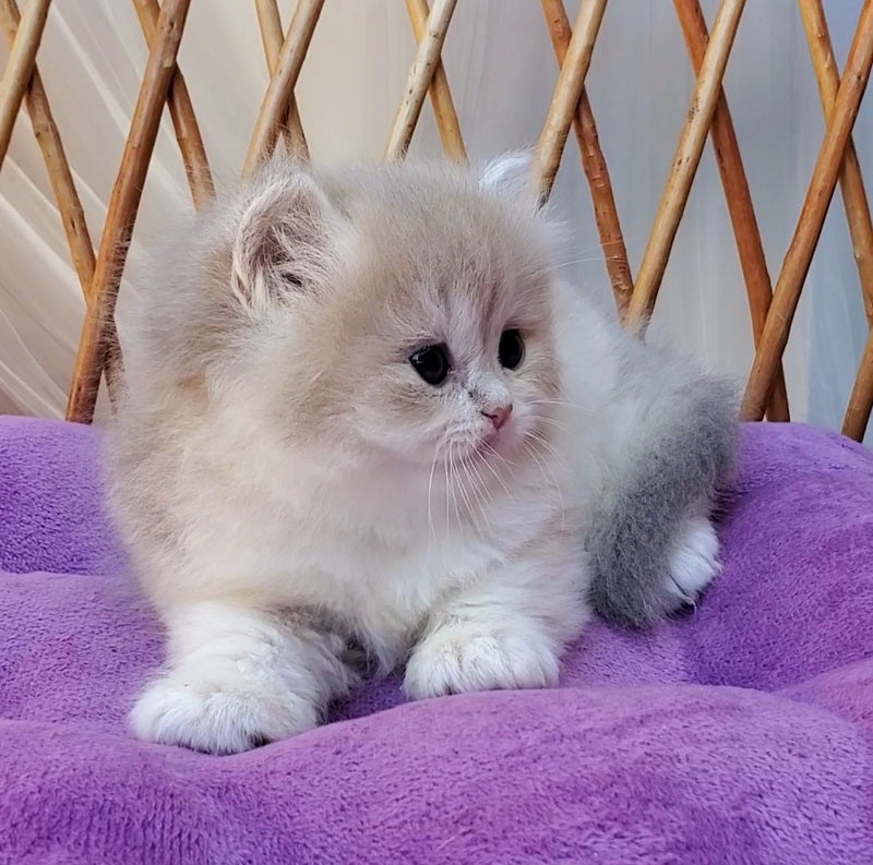 Zara British Longhair female blue golden shaded - live animals