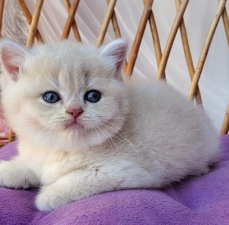 Willy British Shorthair male, lilac golden chinchilla
