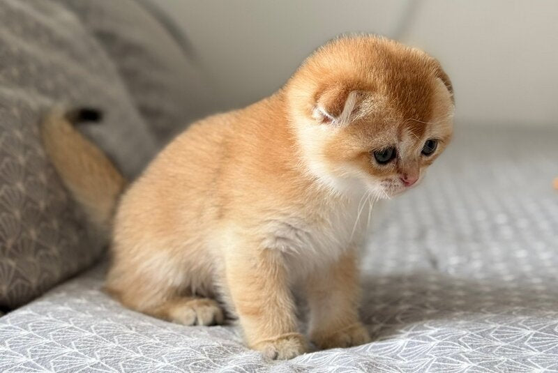 Senya Scottish Fold male, black golden shaded
