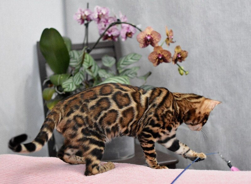 Goliaf Bengal male black spotted tabby - live animals