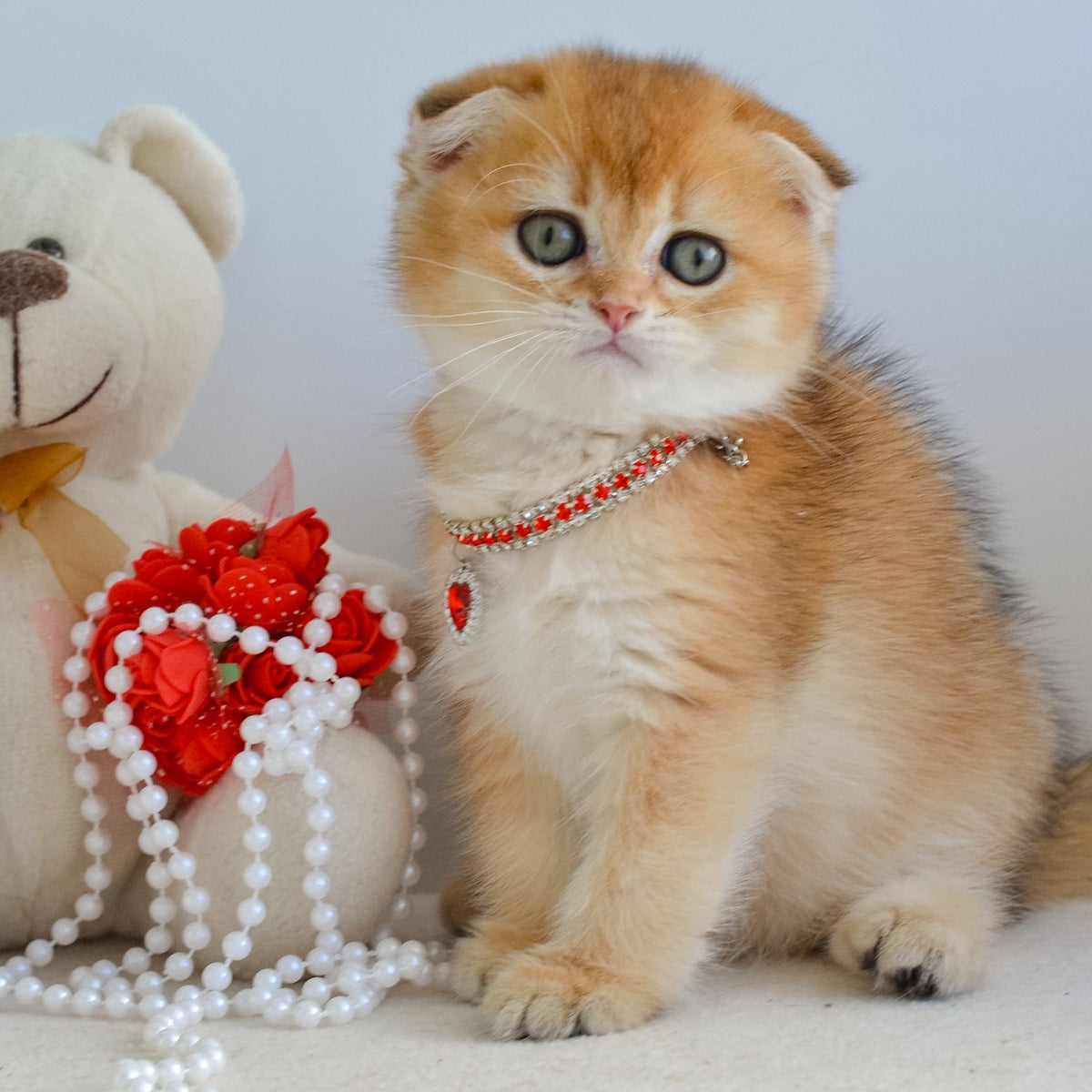 Jade Scottish Fold female, black golden shaded
