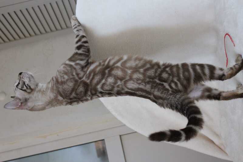 Tamila Bengal female, black spotted tabby pointed