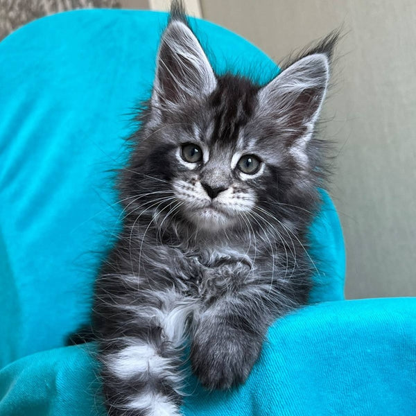 Zabava Maine Coon female, black silver tabby