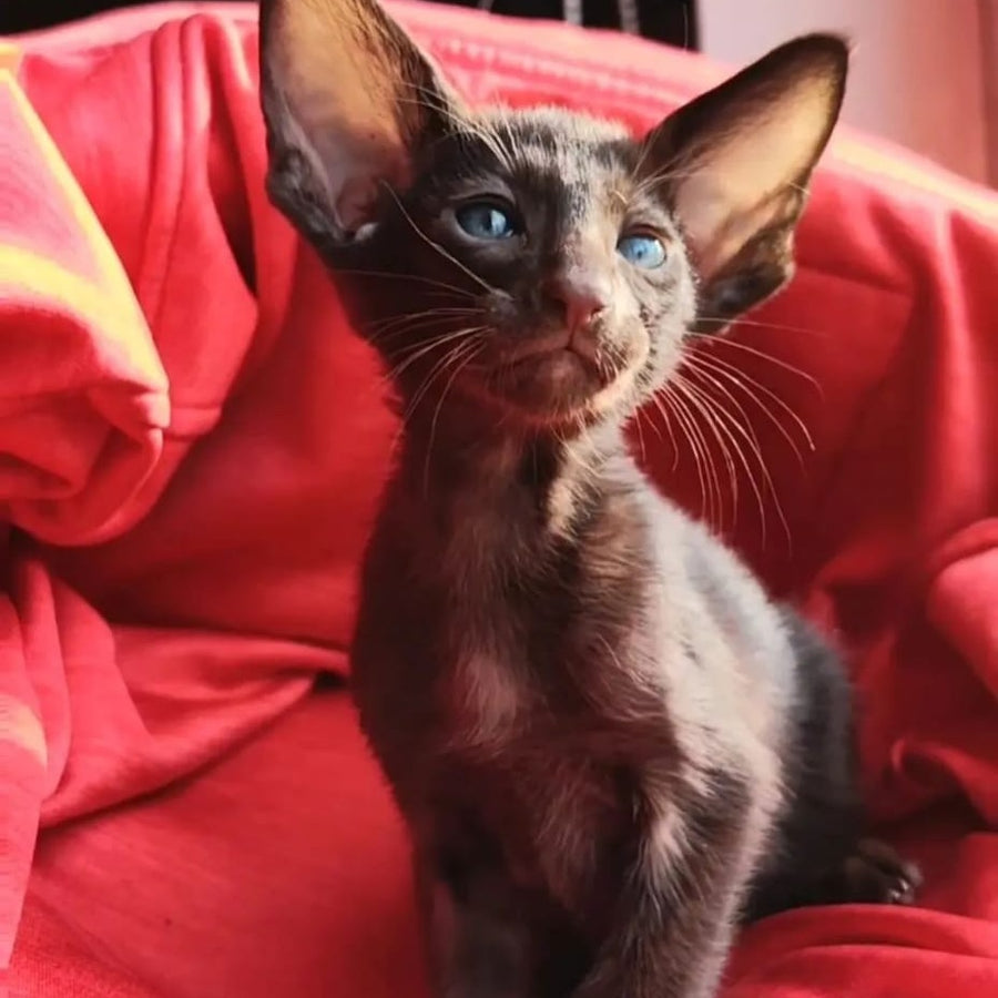 Zion Oriental Shorthair male, chocolate