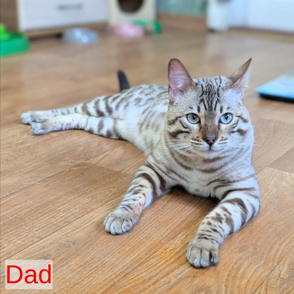 Chester Bengal male, black spotted tabby pointed