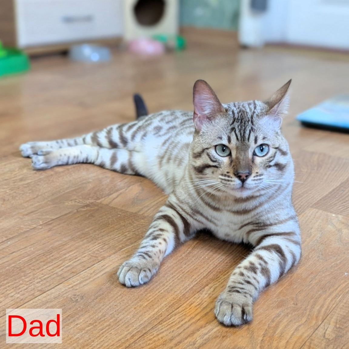Celeste Bengal female, black silver spotted tabby pointed